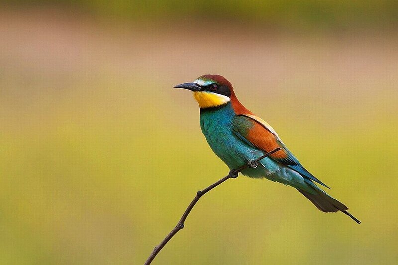 European Bee-eater — Green, Calm