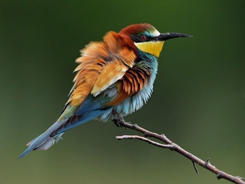 European Bee-eater — Green