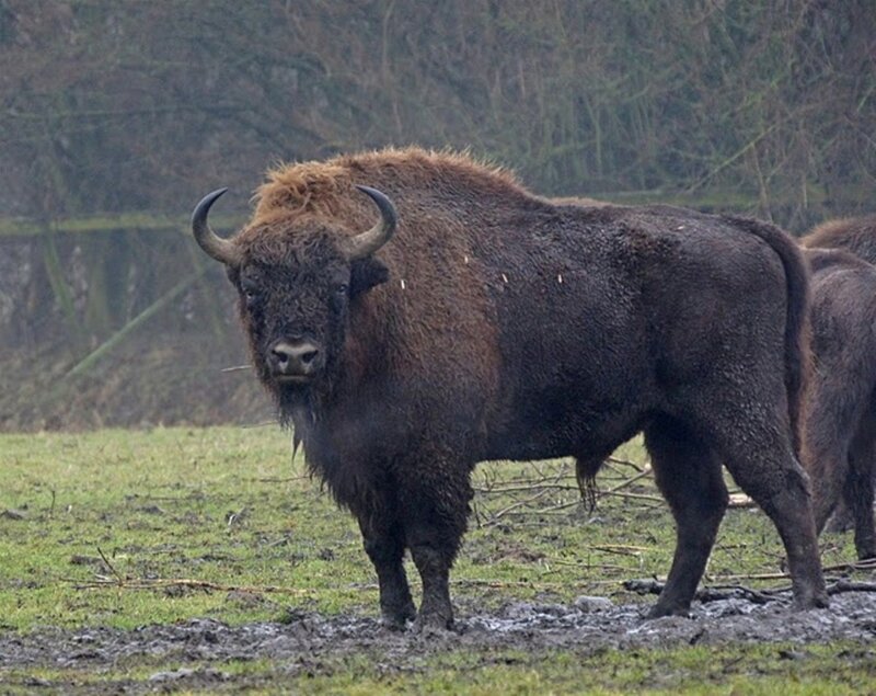 European Bison Standing