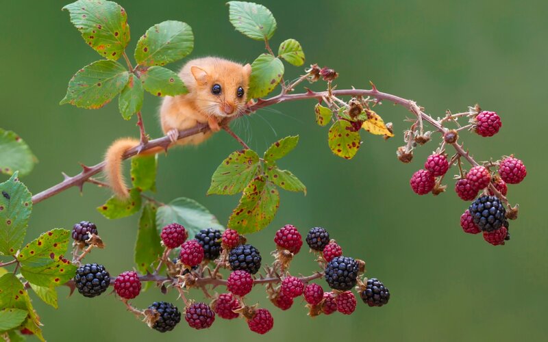 European Dormouse on Branch