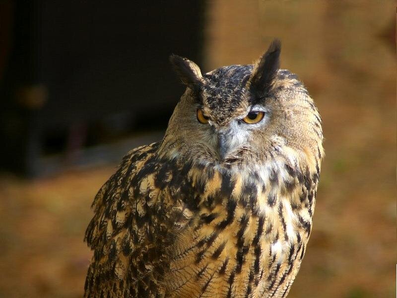 European Eagle Owl — Brown