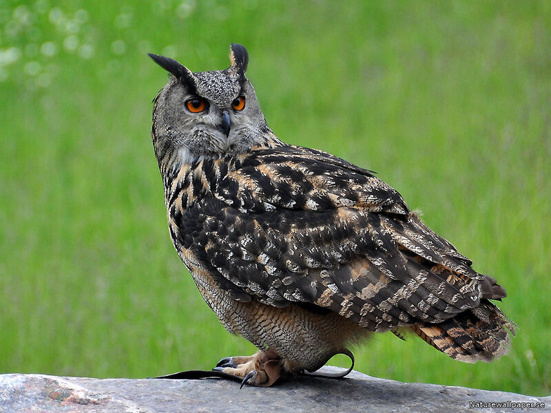 European Eagle Owl