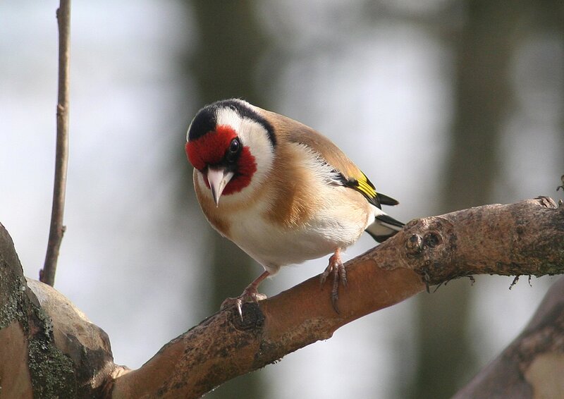 European goldfinch on a branch
