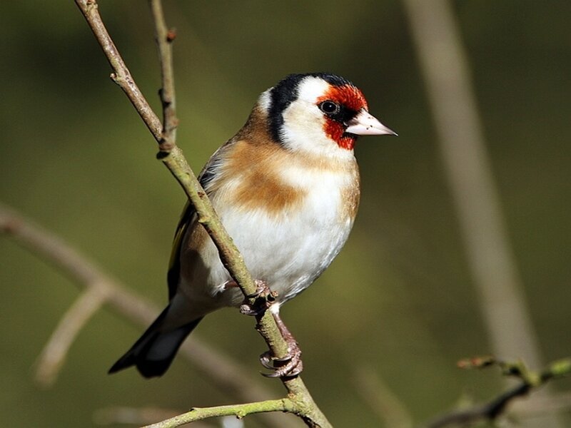 European goldfinch on a branch