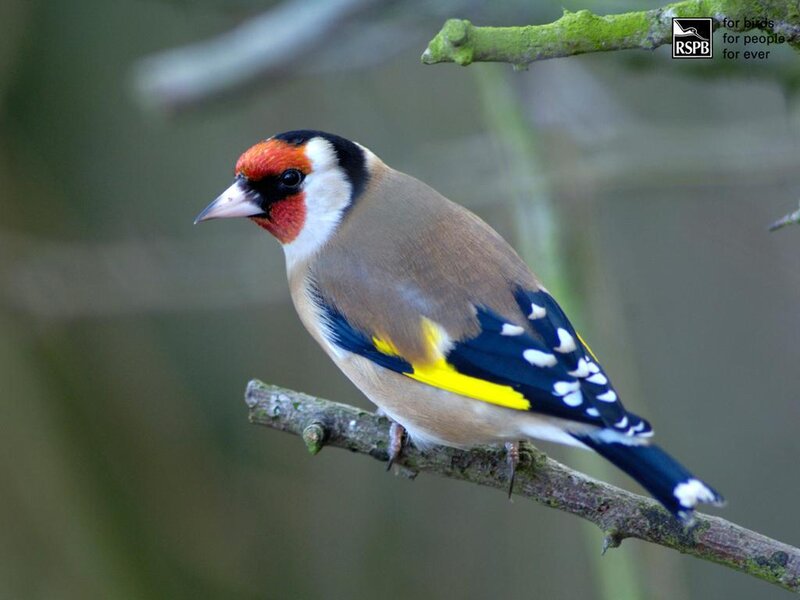 European goldfinch on a branch