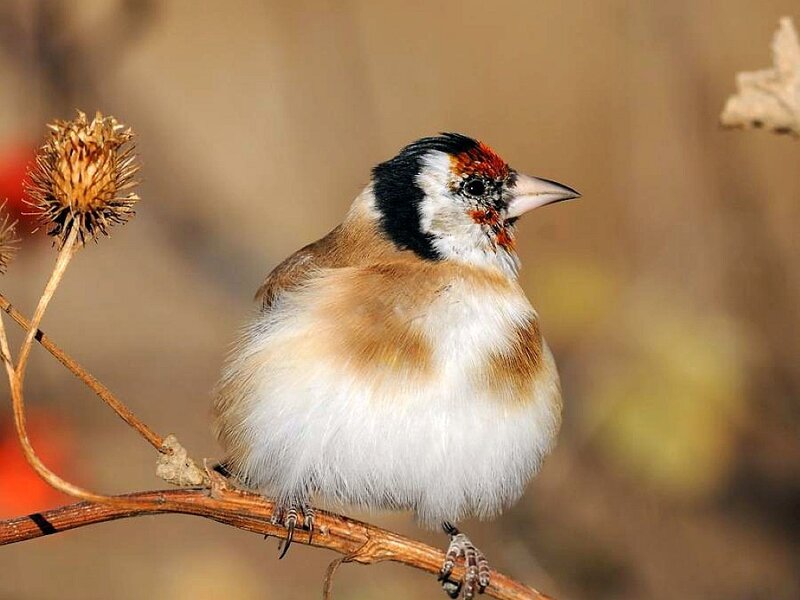 European Goldfinch on Branch — Brown