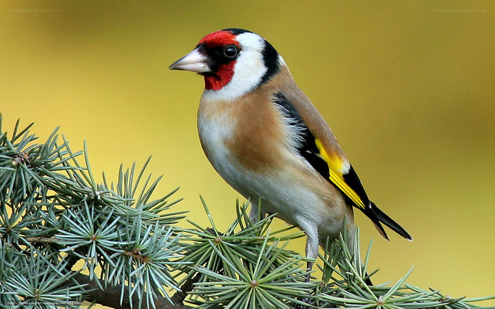 European goldfinch on branch