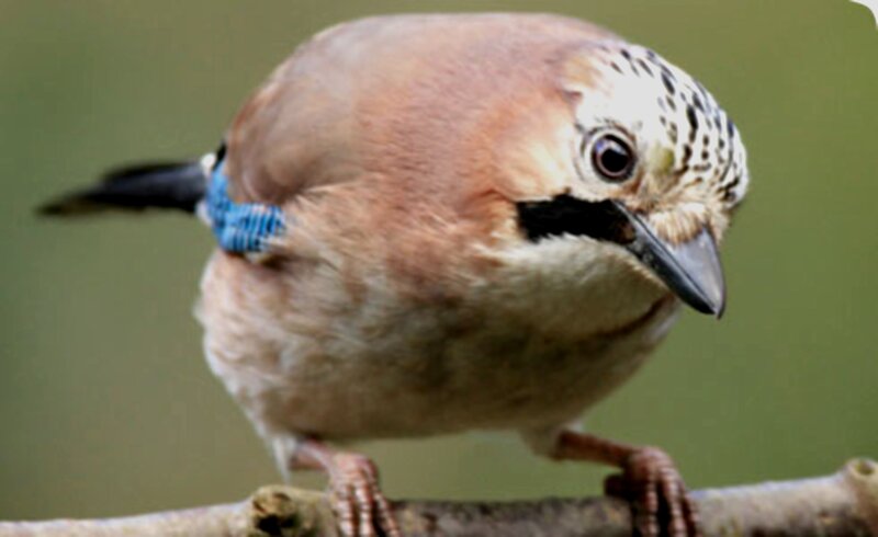 European Jay Bird