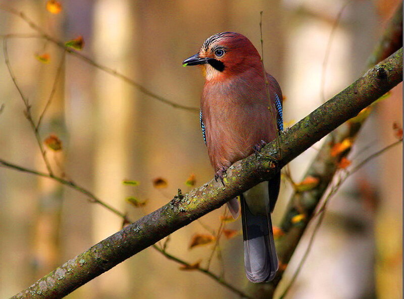 European Jay on Branch — Brown, Calm