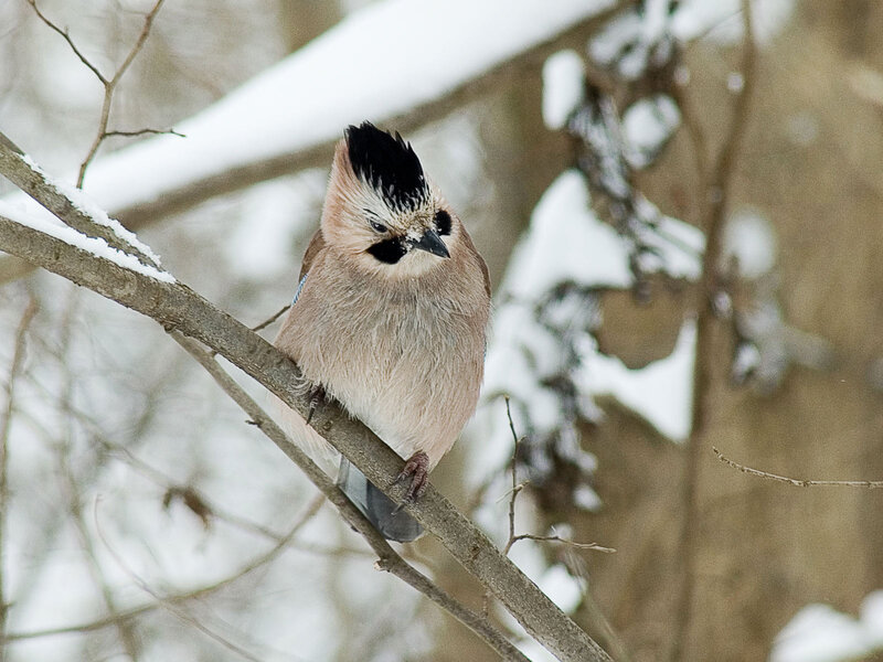 European Jay on Branch — Brown, Calm, Winter