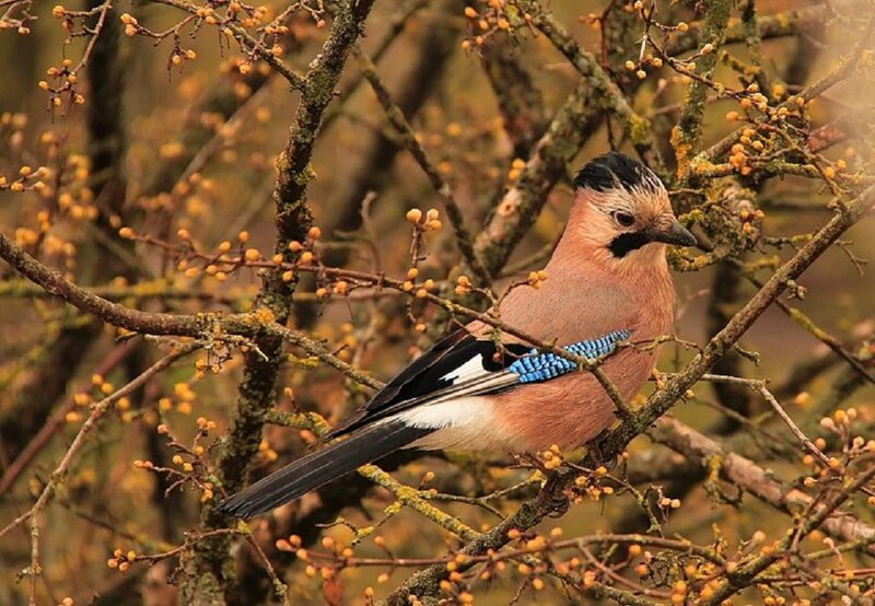 European Jay on Branch — Brown