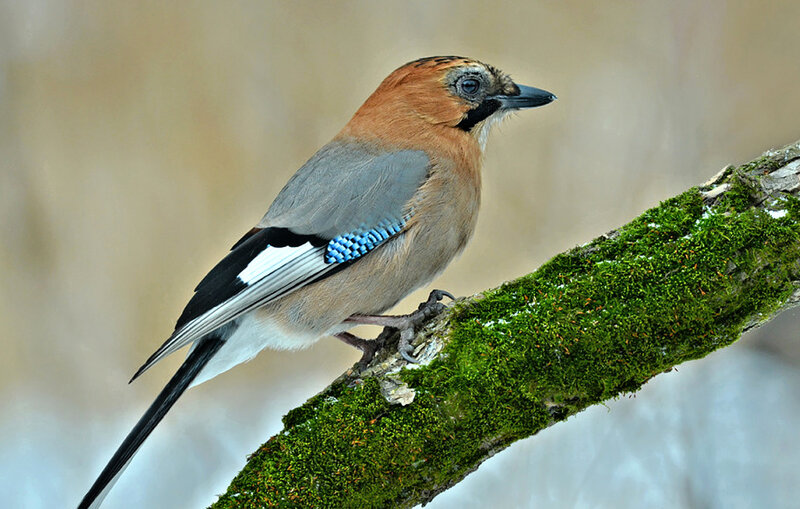 European Jay on Branch — Green