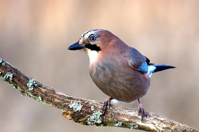 European Jay on Branch