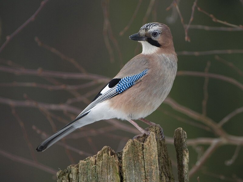 European Jay Perched — Brown, Calm, Autumn