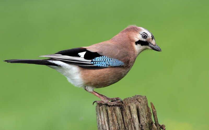 European Jay Perched — Green, Calm