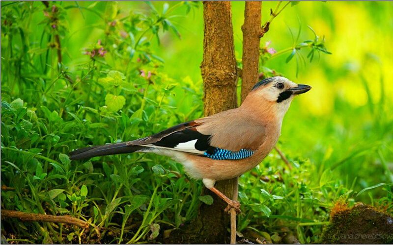 European Jay Perched — Green