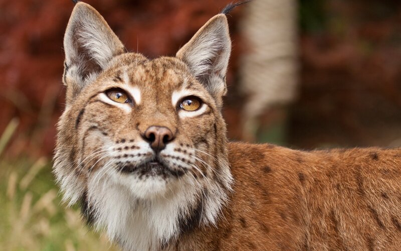 European Lynx — Brown, Alert
