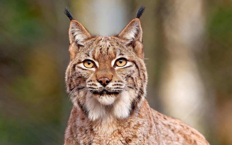 European Lynx — Brown
