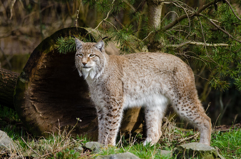 European Lynx in Forest — Brown, Alert, Afternoon, Photograph, Tree Trunk