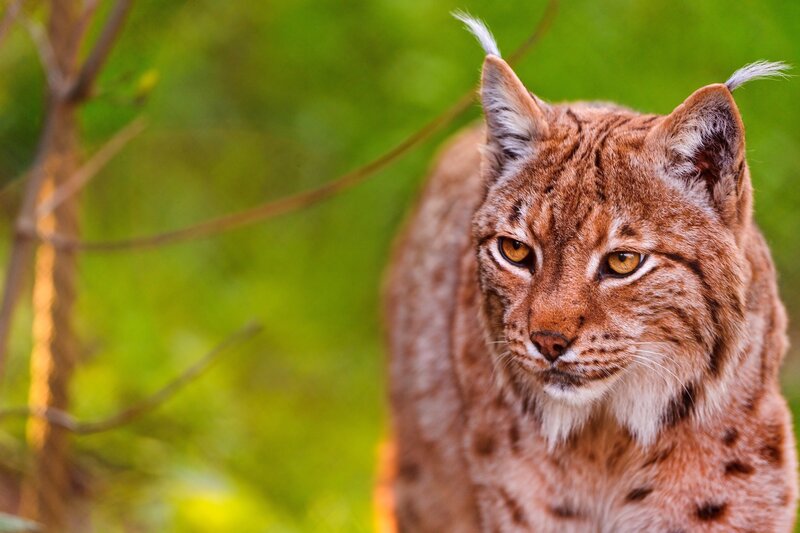 European Lynx in Forest — Brown, Alert, Afternoon, Photograph, Trees