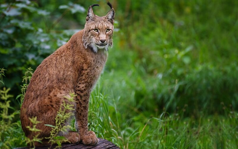 European Lynx in Forest — Brown, Alert, Afternoon