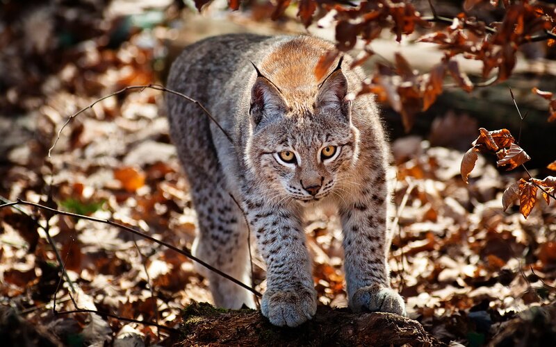European Lynx in Forest — Brown, Alert, Autumn, Photograph