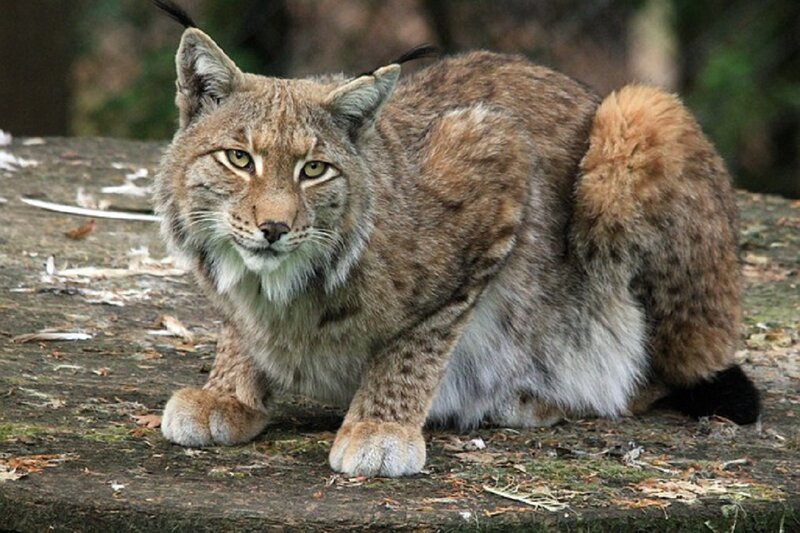 European Lynx in Forest — Brown, Alert, Autumn