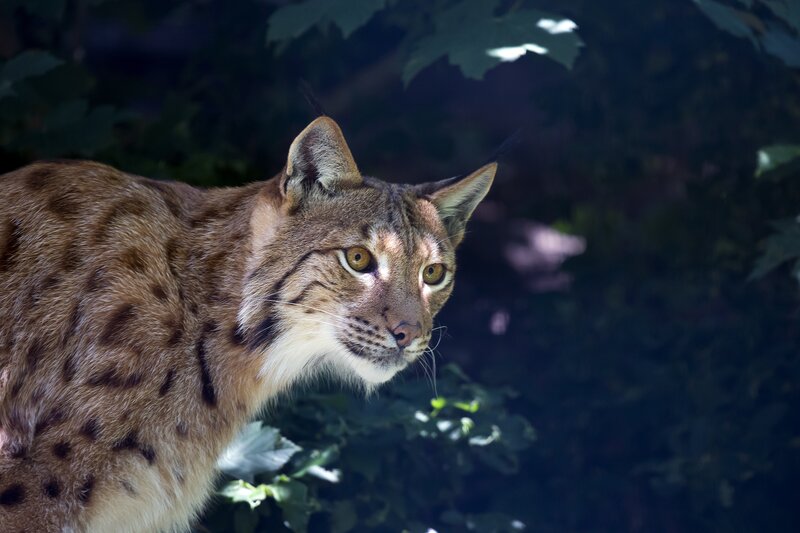 European Lynx in Forest — Brown, Alert, Night