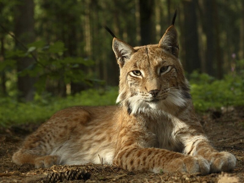 European Lynx in Forest — Brown, Calm