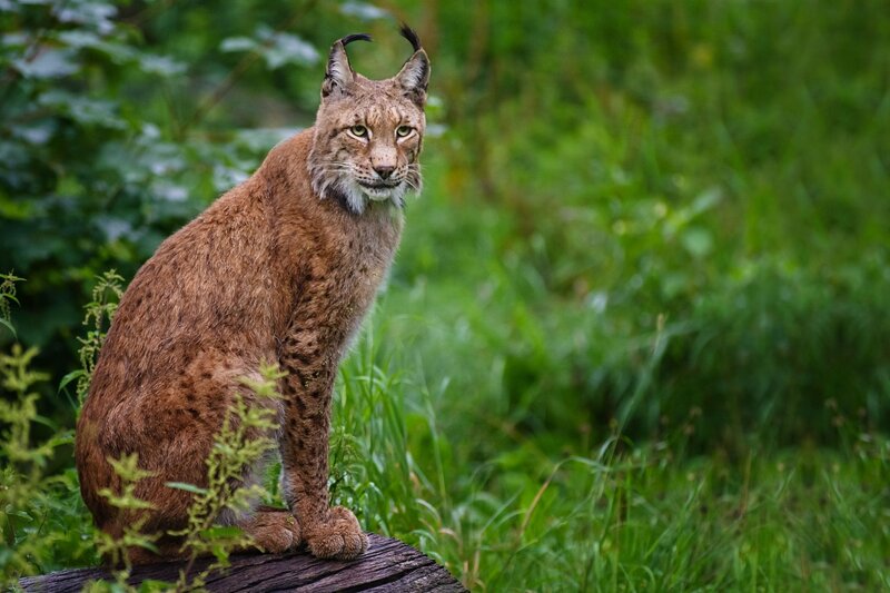 European Lynx in Forest — Brown