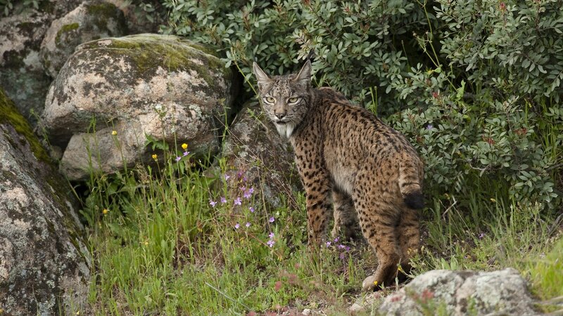 European Lynx in Forest