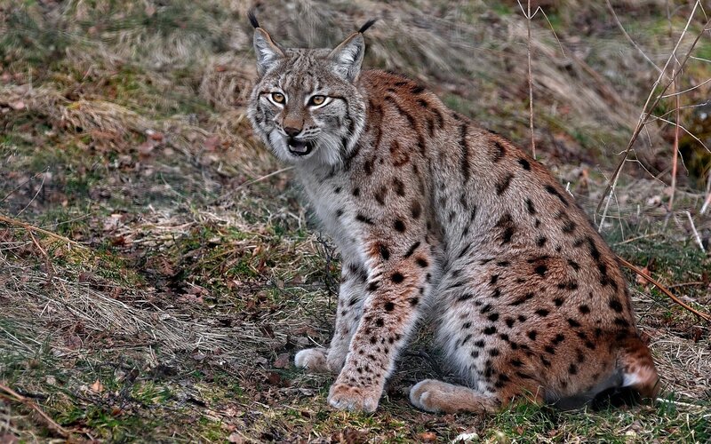 European Lynx in Grass — Brown, Alert