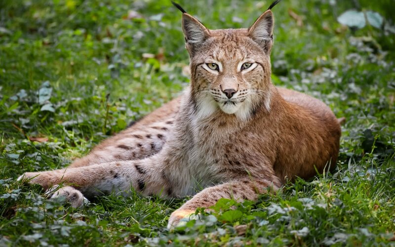 European Lynx in Grass — Brown, Calm, Afternoon, Photograph