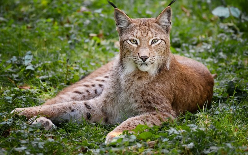European Lynx in Grass — Brown, Calm