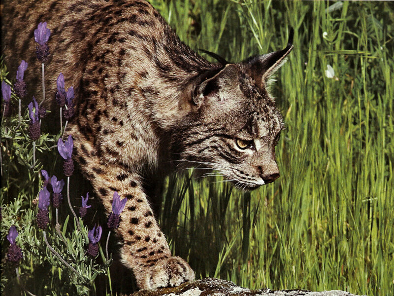 European Lynx in Grass — Brown