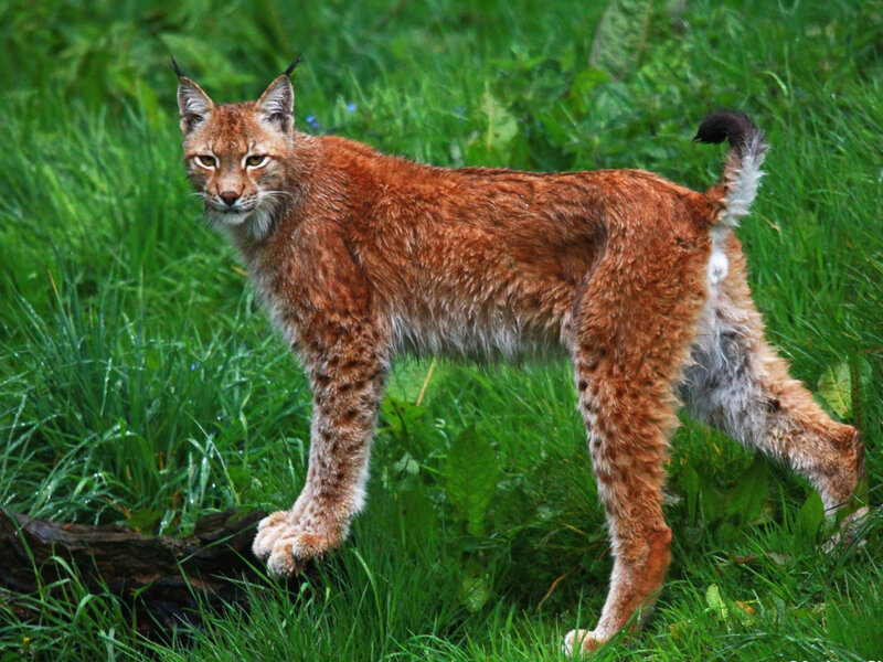European Lynx in Grass — Green, Alert