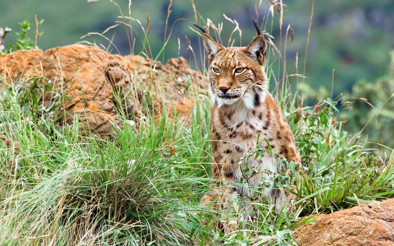 European Lynx in Grass — Green