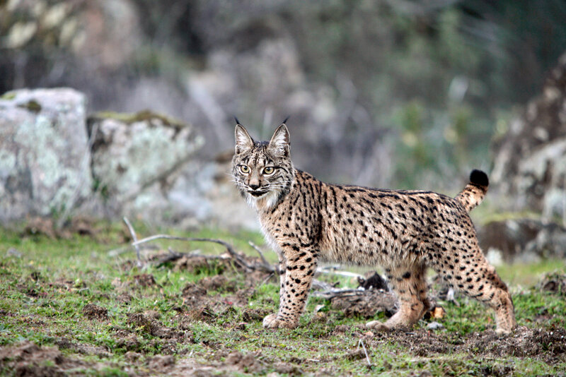 European Lynx in Grass