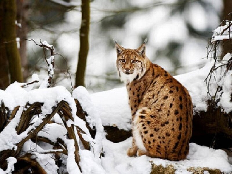 European Lynx in Snow — Brown