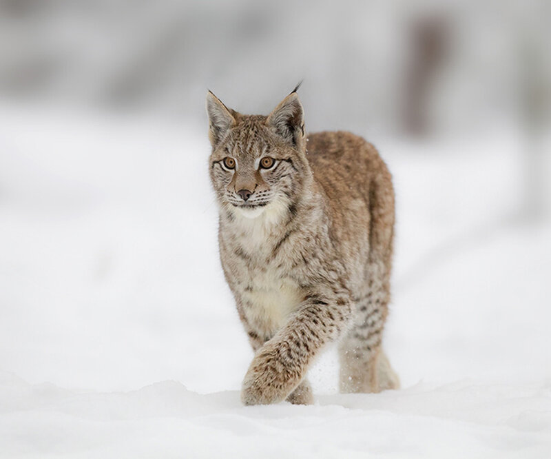 European Lynx in Snow