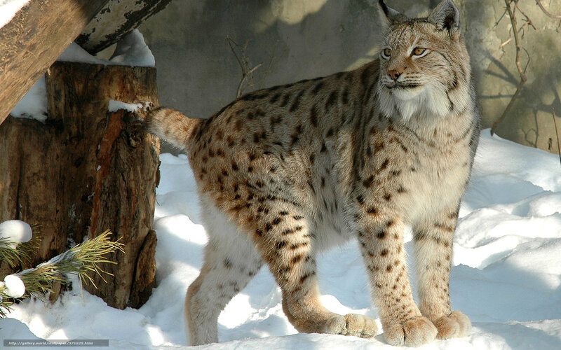 European Lynx in Snow — White, Alert