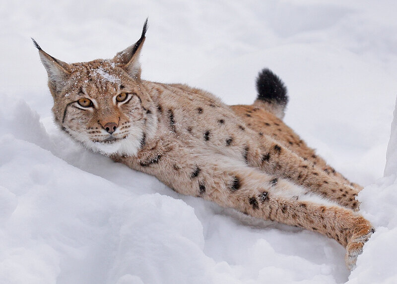 European Lynx in Snow — White