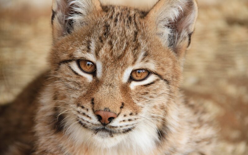 European Lynx Kitten