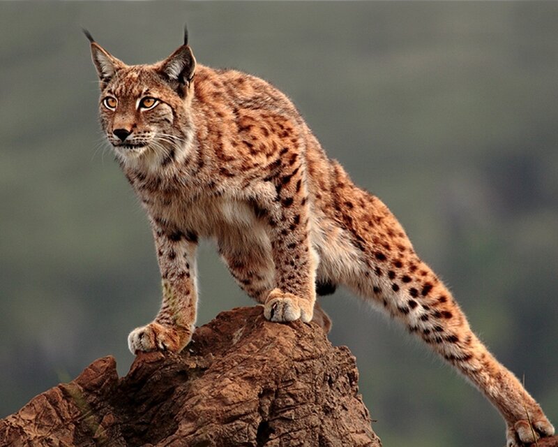 European Lynx on Rock — Brown, Alert