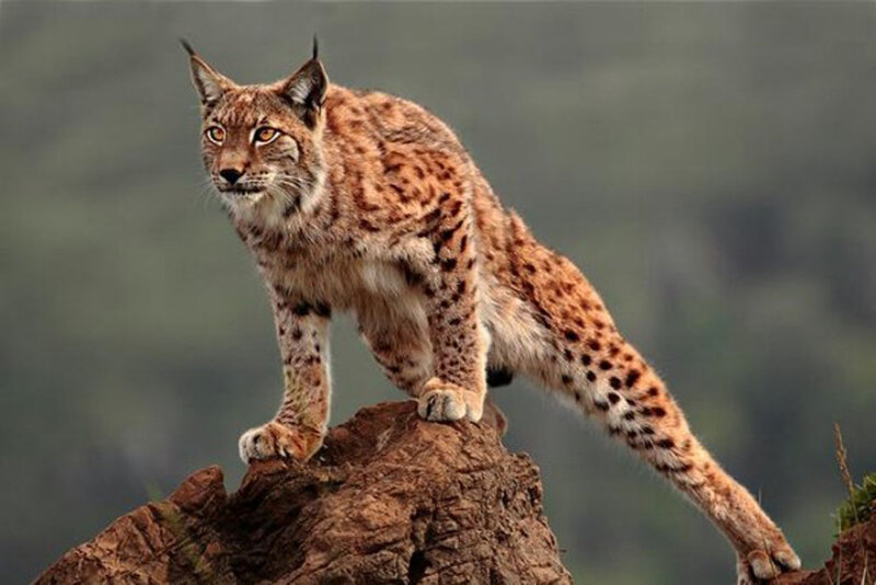 European Lynx on Rock — Brown