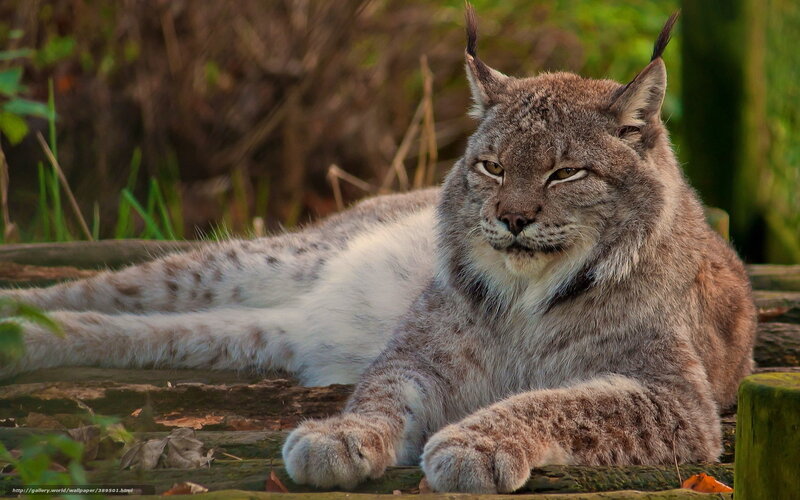 European Lynx Resting — Brown, Calm