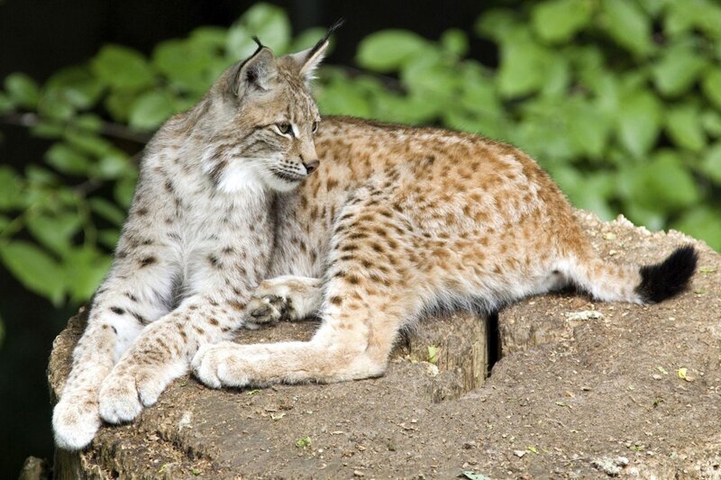 European Lynx Resting — Brown