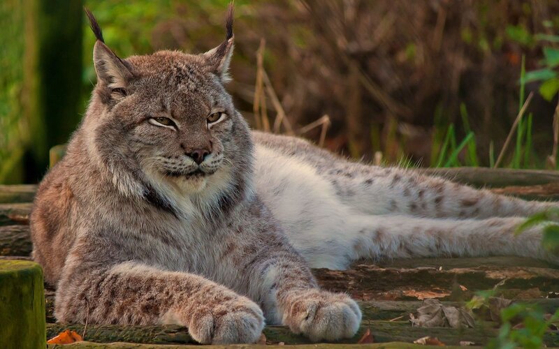 European Lynx Resting