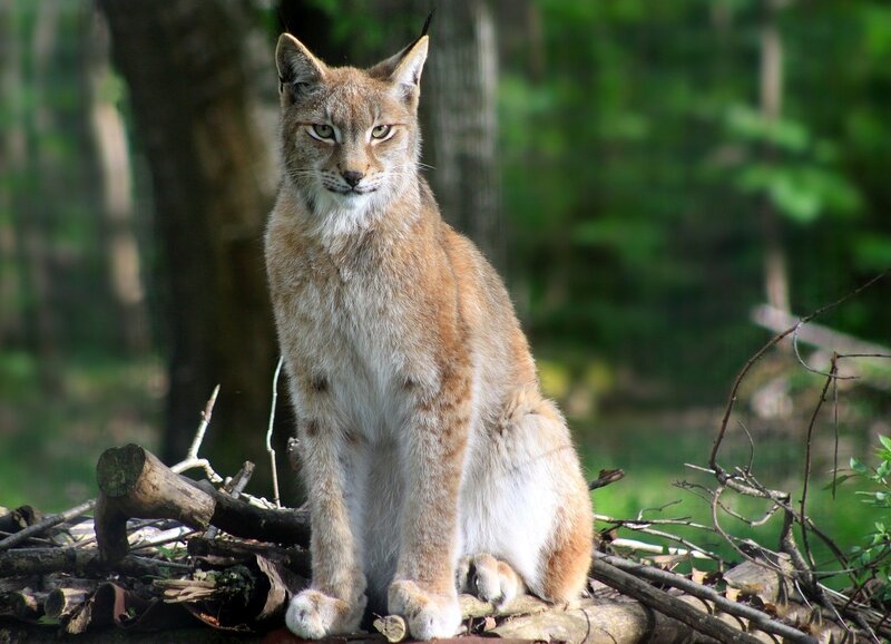 European Lynx Sitting — Brown