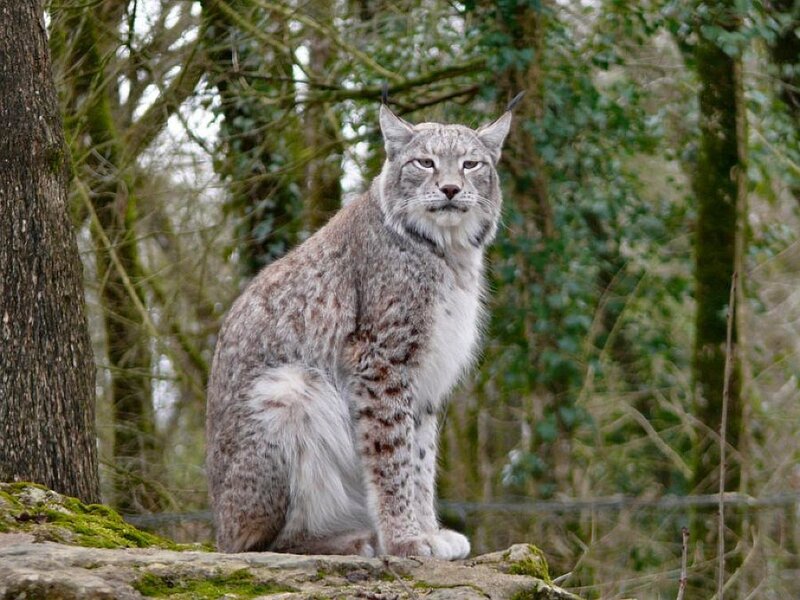 European Lynx Sitting